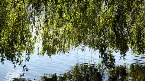 Frederiksberg - 2 Bedrooms: Outdoor