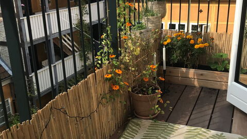 Center - Close To The King: Balcony / Terrace / Patio