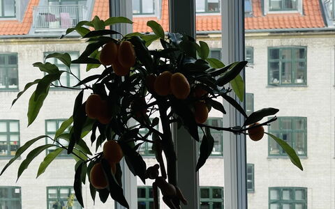 Østerbro - 1 Bedroom - 2 People: Room Detail