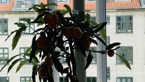 Østerbro - 1 Bedroom - 2 People: Room Detail